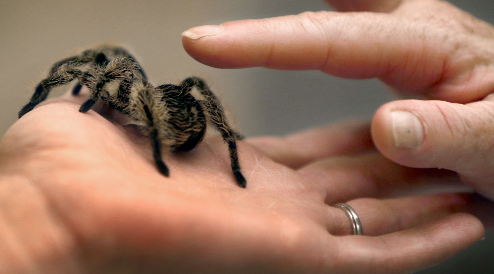 Tarantulas on the porch